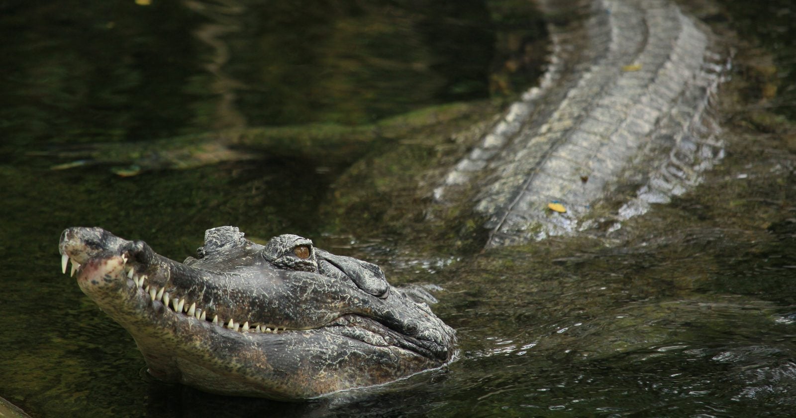 Researchers have documented mugger crocodiles and American alligators positioning sticks and twigs on or around their snouts during birds’ nesting season — apparently using the sought-after nesting material as bait to lure birds within striking distance.
