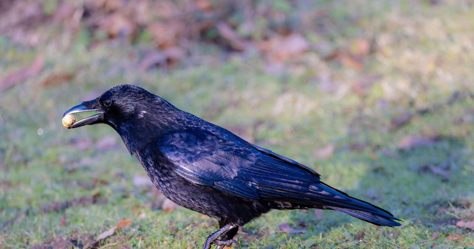 Researchers in Japan documented carrion crows placing walnuts in front of cars stopped at traffic lights, then letting the vehicles crack the shells before retrieving the food — behaviour recorded repeatedly over 21 months.