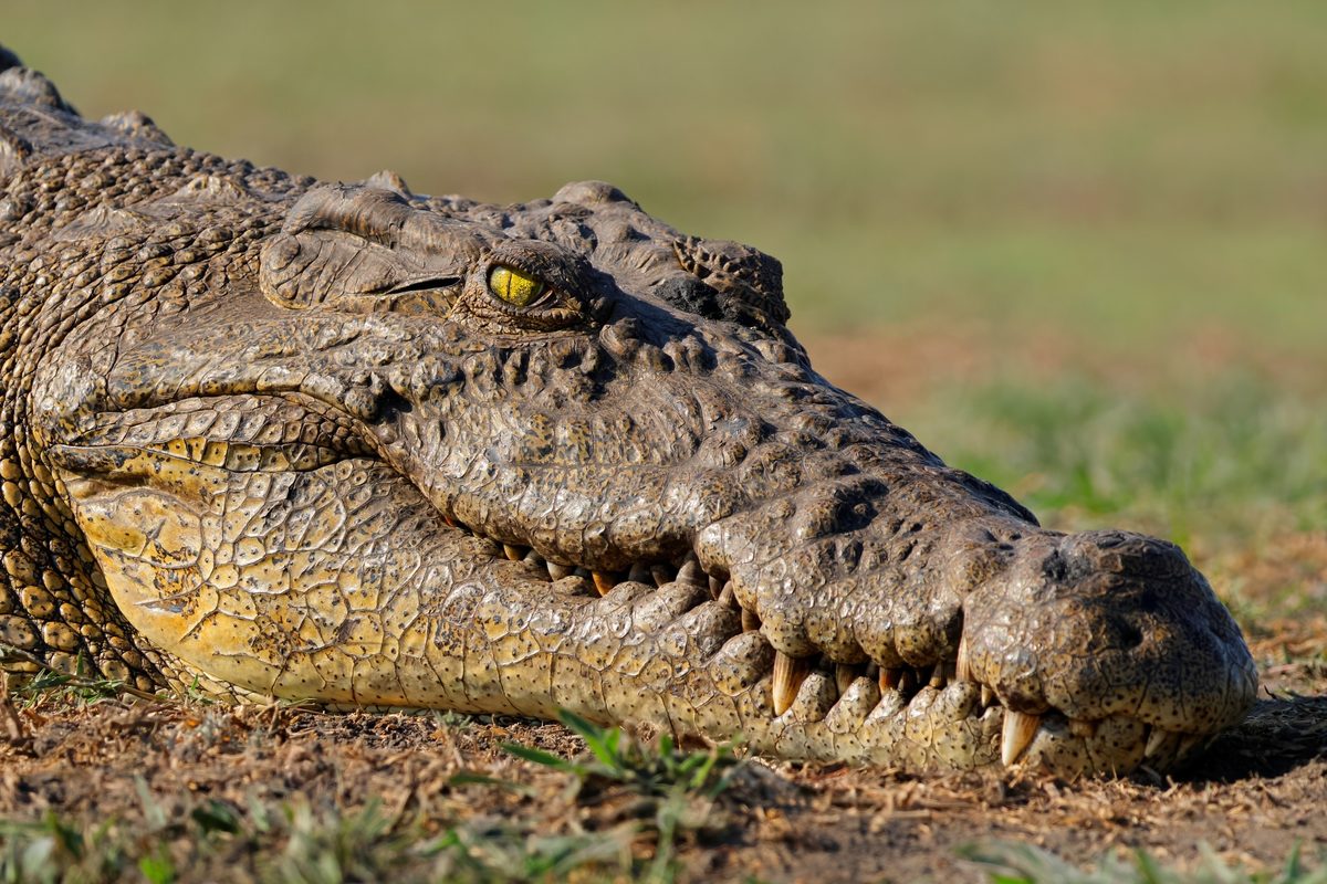 Scientists looked inside the heads of crocodiles – and made an astounding discovery