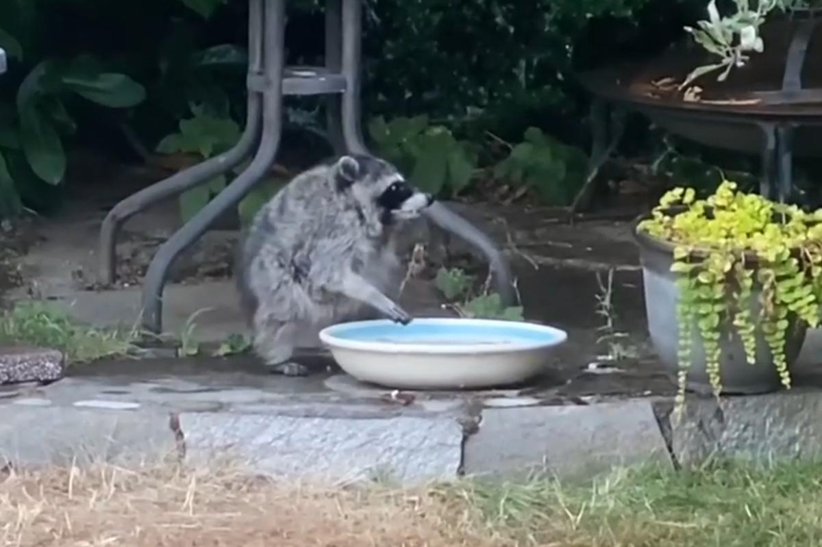 Seattle’s favorite mutant raccoon ‘Jimothy’ reemerges in suburbs