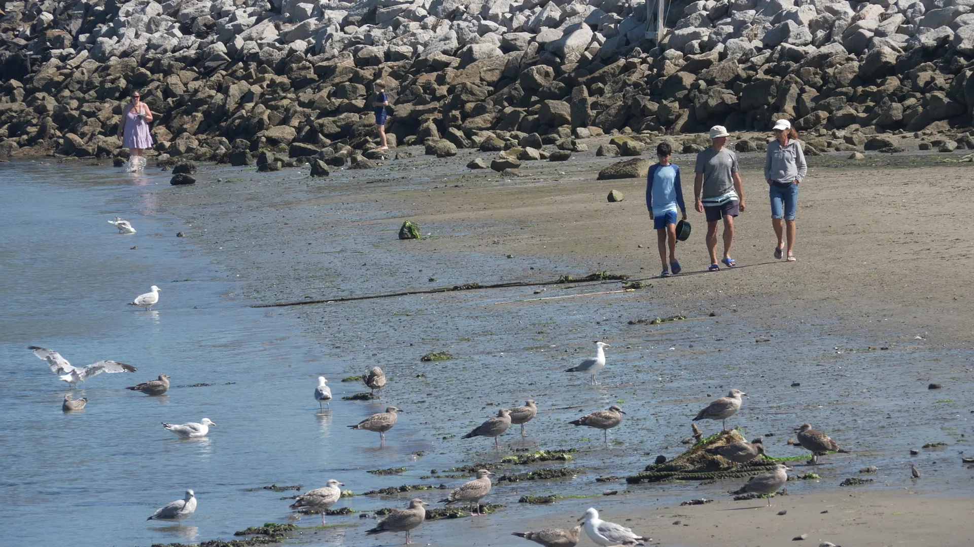 Shark sightings on the rise at Maine beaches this summer