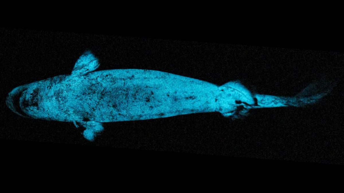 Sharks With Headlights: Glowing Sharks Use Their Own Shine to Hunt Prey, New Evidence Suggests : ScienceAlert