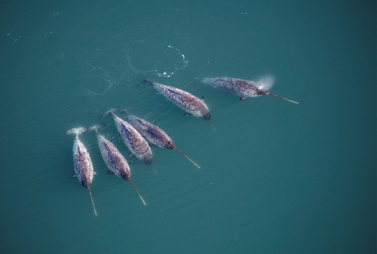 “That puzzled us quite a bit.” Scientists found another astonishing thing about narwhals after X-raying their tusks