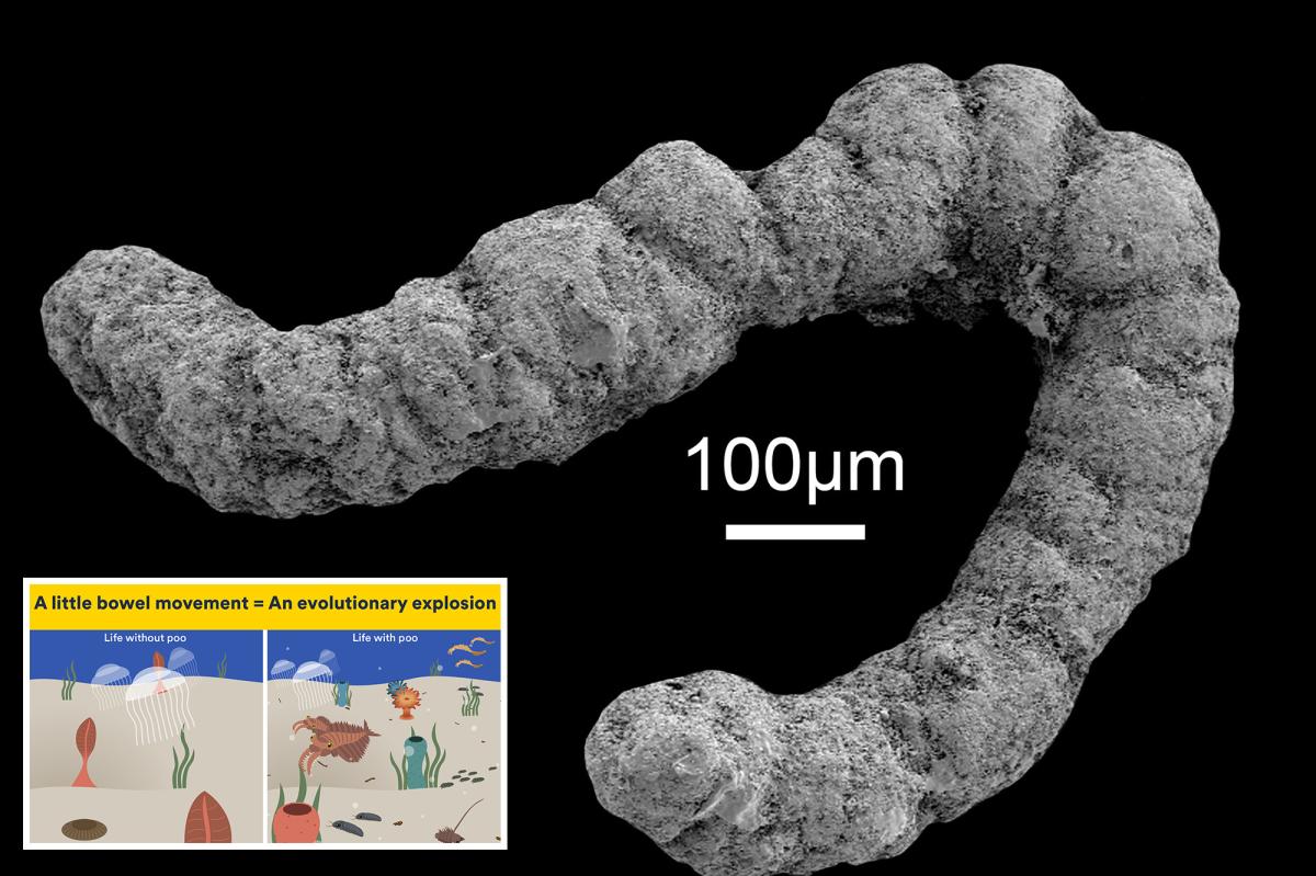 The answer to how life evolved on Earth lies in poop: Study
