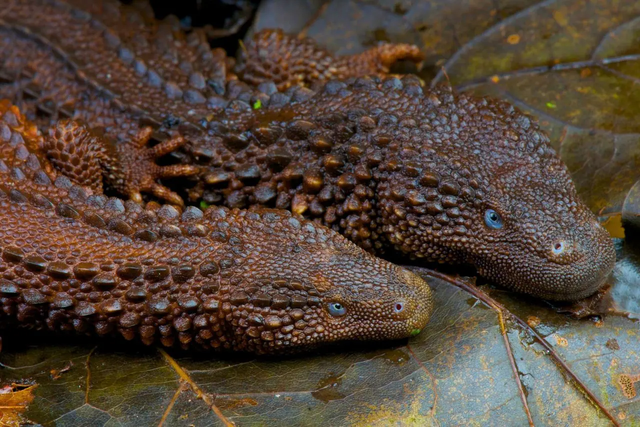 The “mini-dragon” that survived extinction: why scientists are obsessed