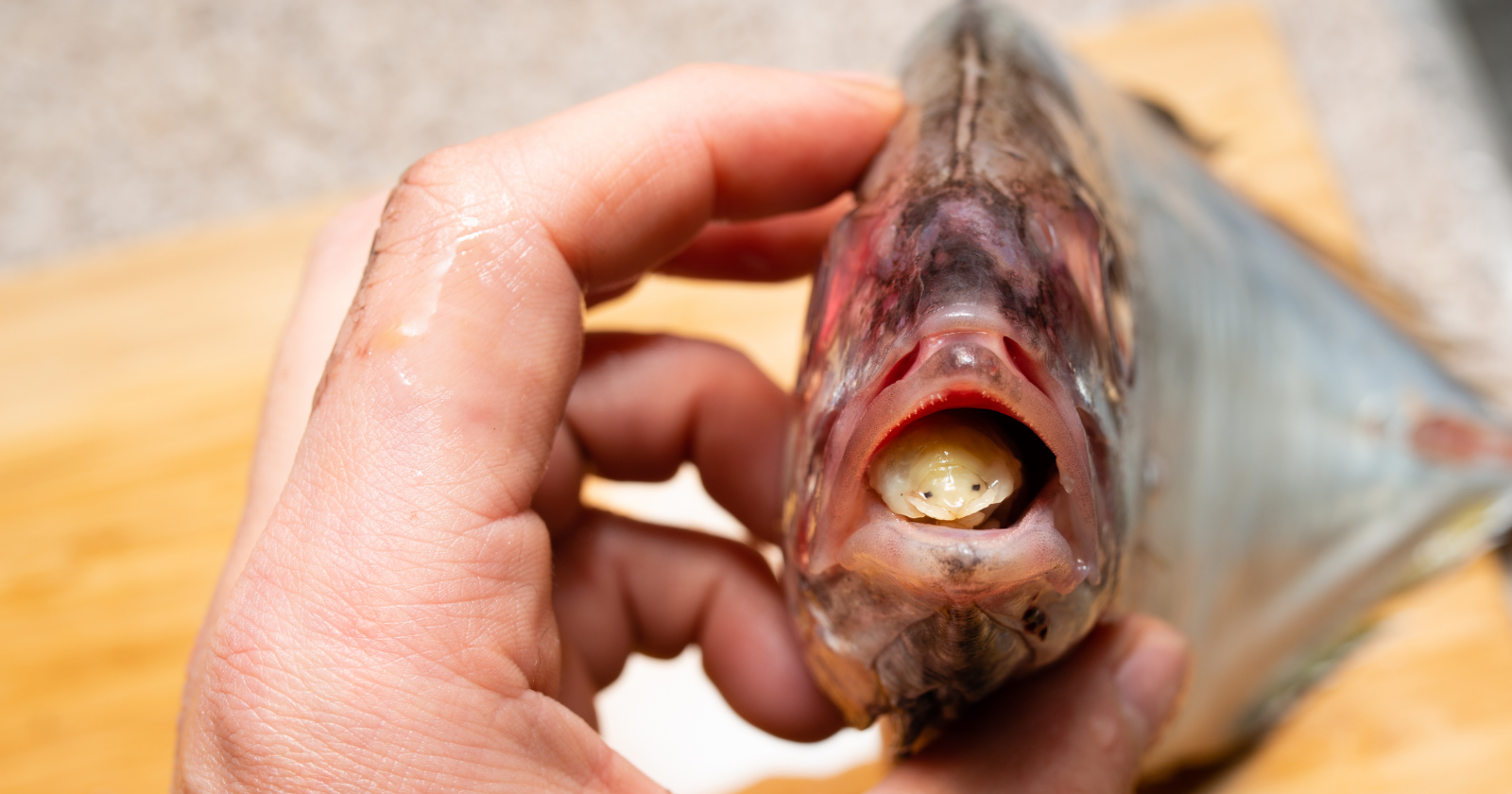 There's a parasite in the ocean that doesn't just feed on its host, it becomes part of it — Cymothoa exigua enters a fish through the gills, kills off its tongue by cutting the blood supply, and then attaches itself to the stump, living the rest of its life as the fish's new, functioning tongue