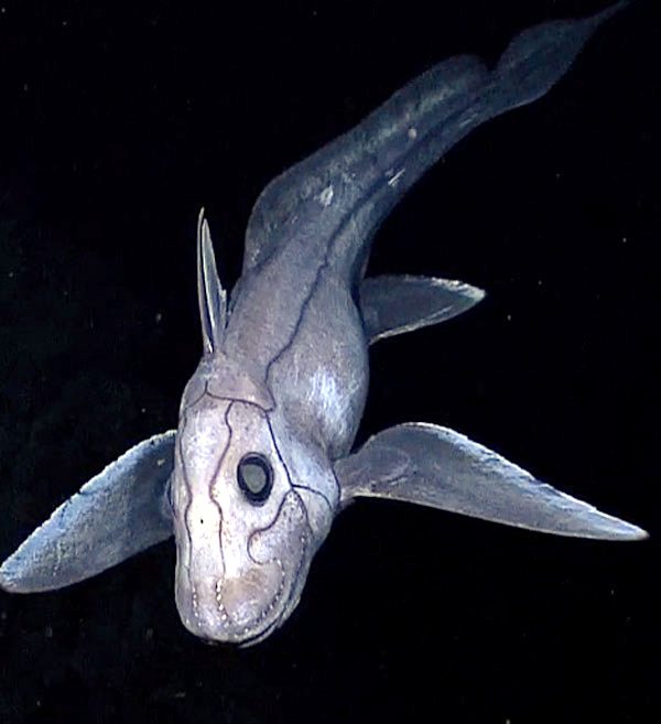 They’re a whopping 150 million years older than dinosaurs, look like a shark, have a tail like a rat, teeth like a rabbit and sharp, venomous spines 