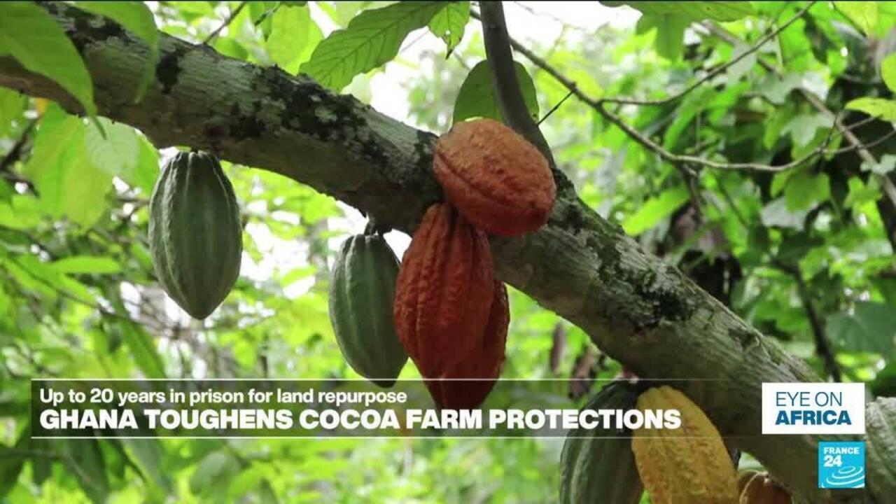 Up to 20 years in jail for cocoa land repurpose in Ghana - Eye on Africa