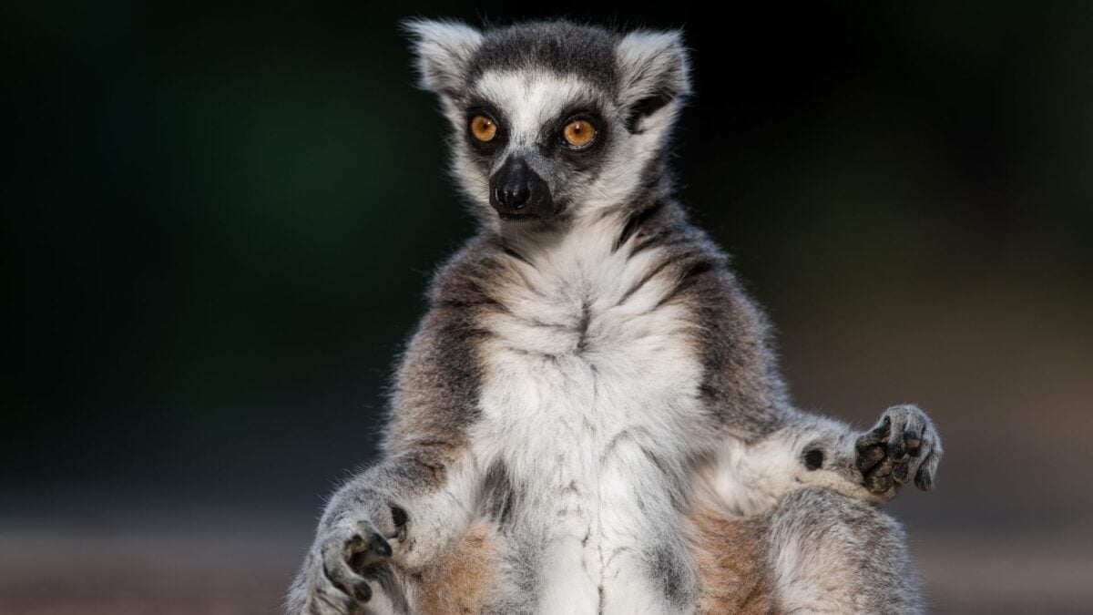 Vets Traced a Lemur's Fatal Herpes Infection Back to a Yoga Class
