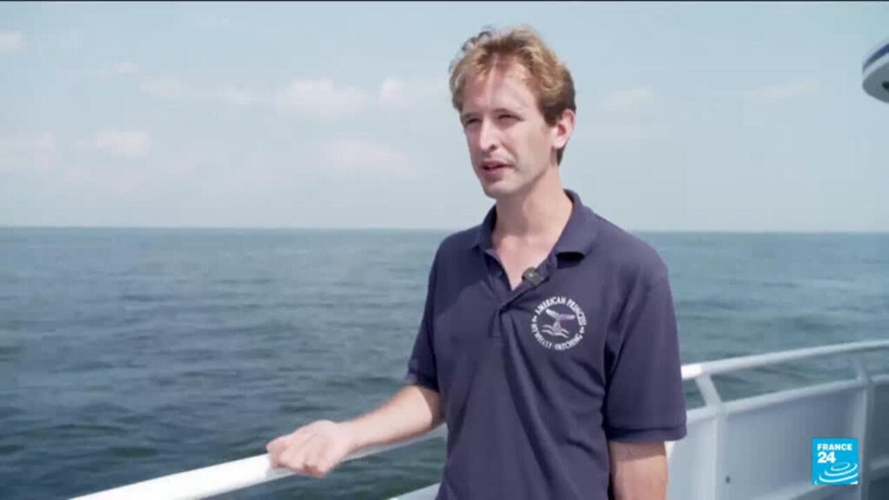 Whales spark joy in New York but face threats from boat traffic