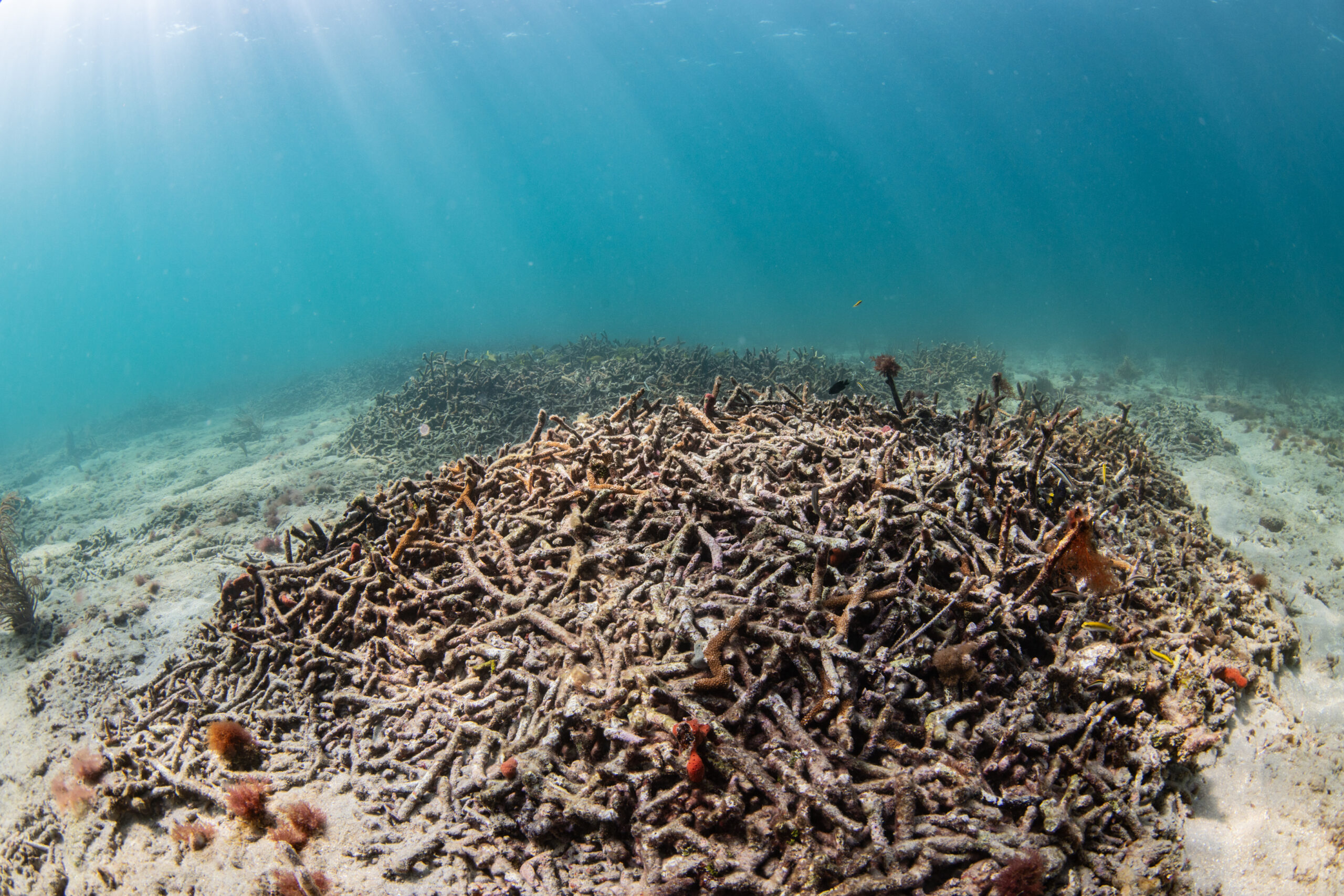 Where have all the long-spined black sea urchins gone?
