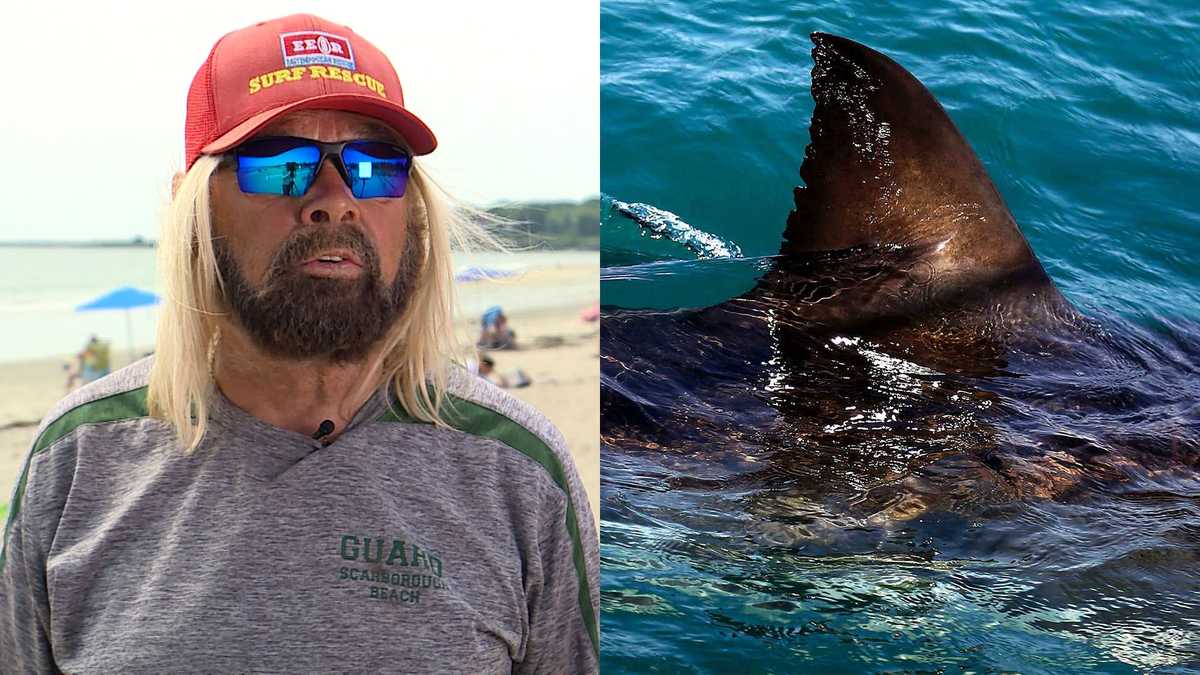 White shark drags Scarborough lifeguard underwater, officials say
