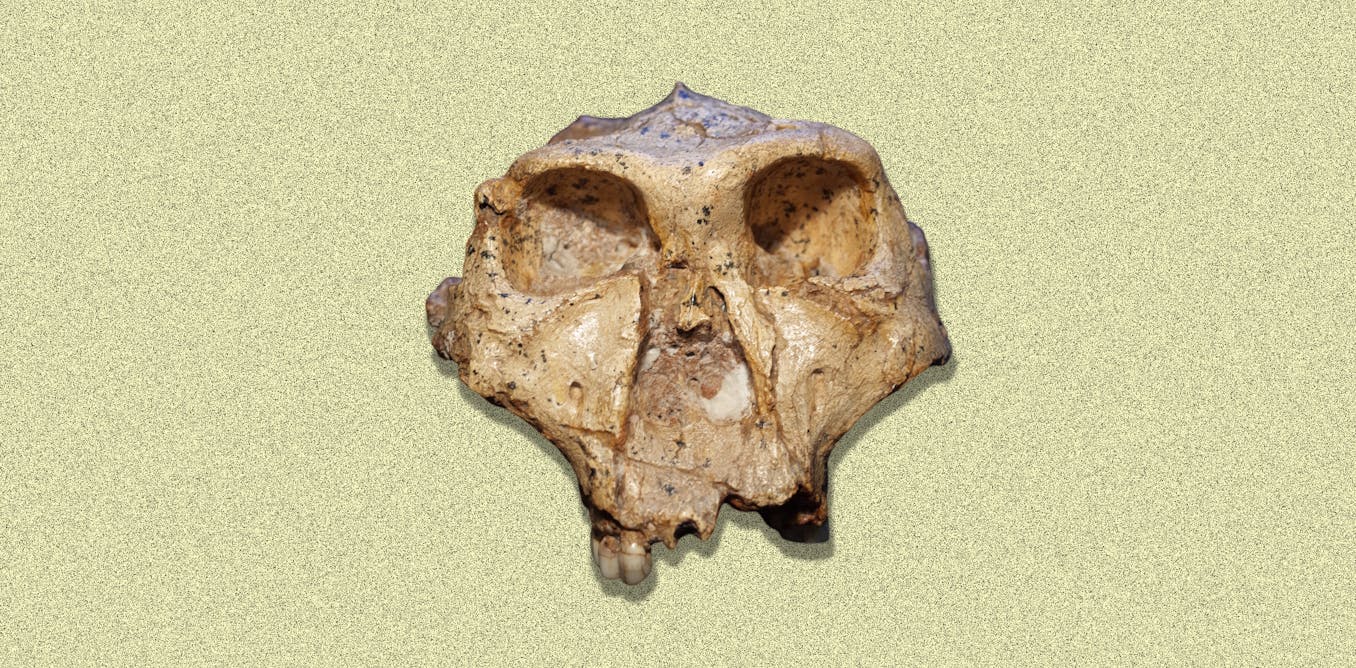 Why it might be time to rethink the human family tree