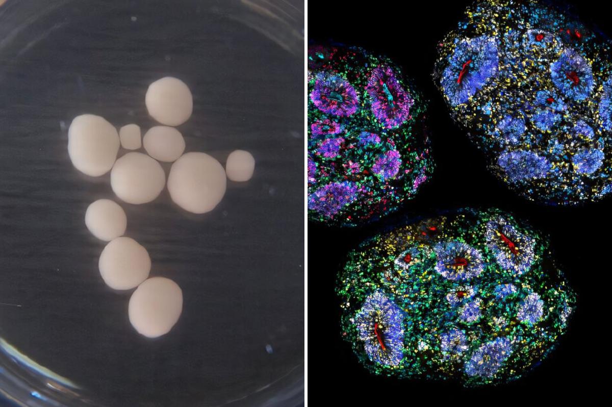 World's oldest lab-grown human brains grow for seven years recording 'passage of time'