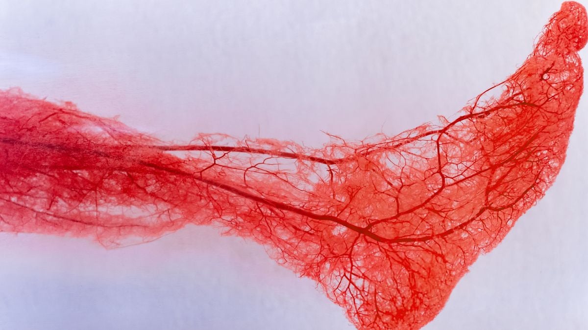 Your Body Has a 'Second Heart', And It's Crucial You Keep It Pumping : ScienceAlert