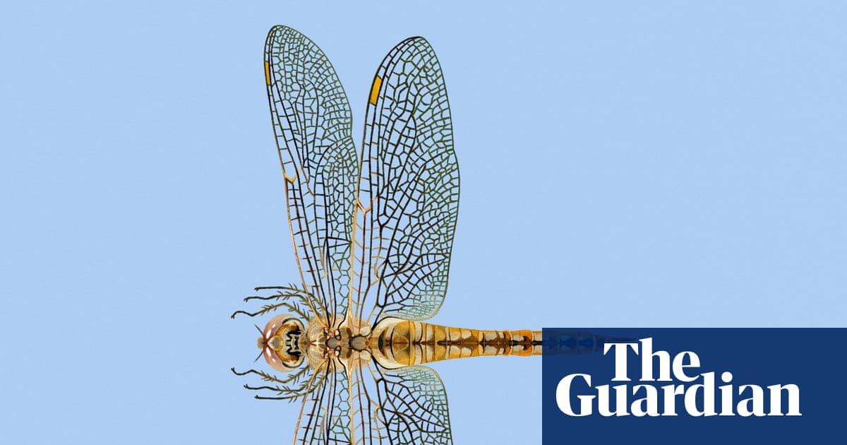 ‘Fearless and quietly astonishing’: the dragonfly that migrates further than any other insect | Environment