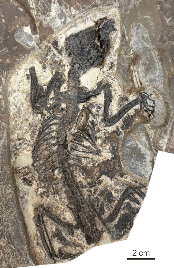120-Million-Year-Old Fossil Pushes Back Origin of Marsupial Lineage