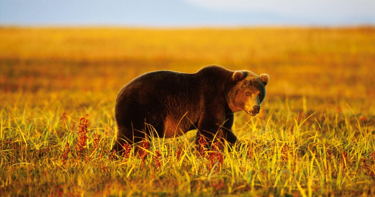 6 people killed in bear attacks in Siberia, as official warns one town is "under siege"