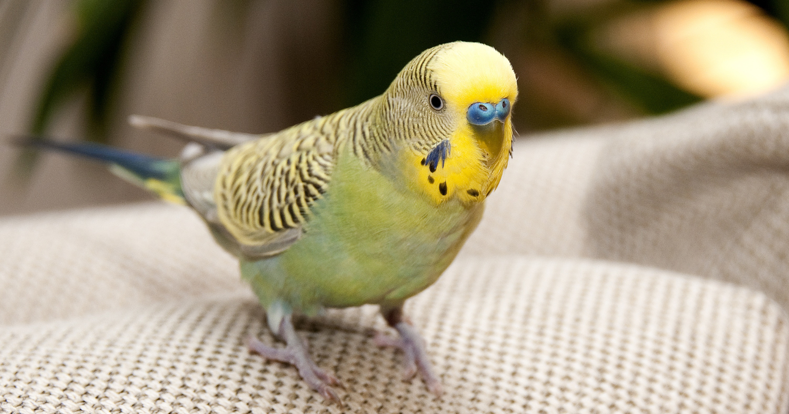 An Iowa man built his six-inch parakeet a miniature submarine so the bird could join him underwater in the Bahamas — the homemade capsule used a paintball air tank, safety valves and an oxygen monitor and carried Bebe about three feet beneath the surface for 15 minutes