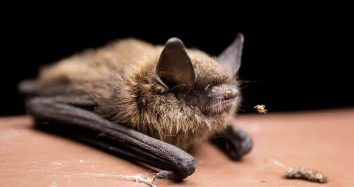 Another Person Treated for Rabies Exposure After Being Bitten by a Bat on Cal Poly Humboldt Campus; Public Health Officials Urge Residents to Avoid Contact With Wild Critters | Lost Coast Outpost