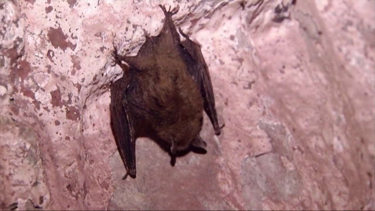 Bat in downtown Minneapolis tests positive for rabies: MDH