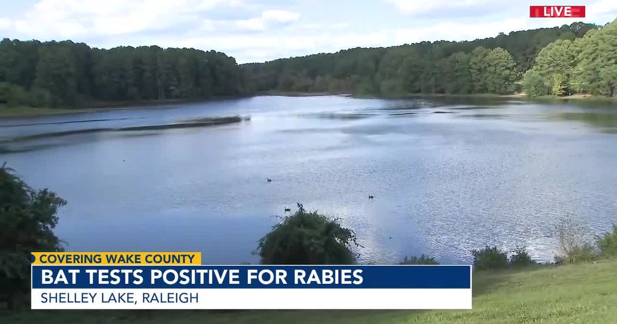 Bat rescued from drowning at Shelley Lake tests positive for rabies :: WRAL.com