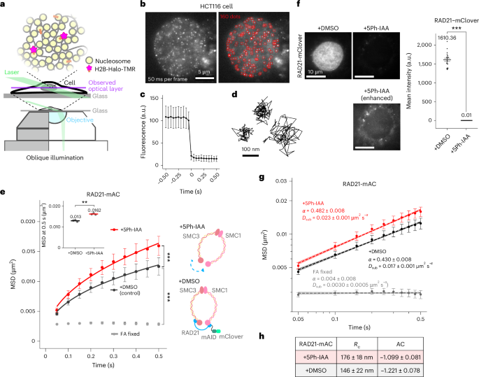 Cohesin prevents local mixing of condensed euchromatic domains in living human cells