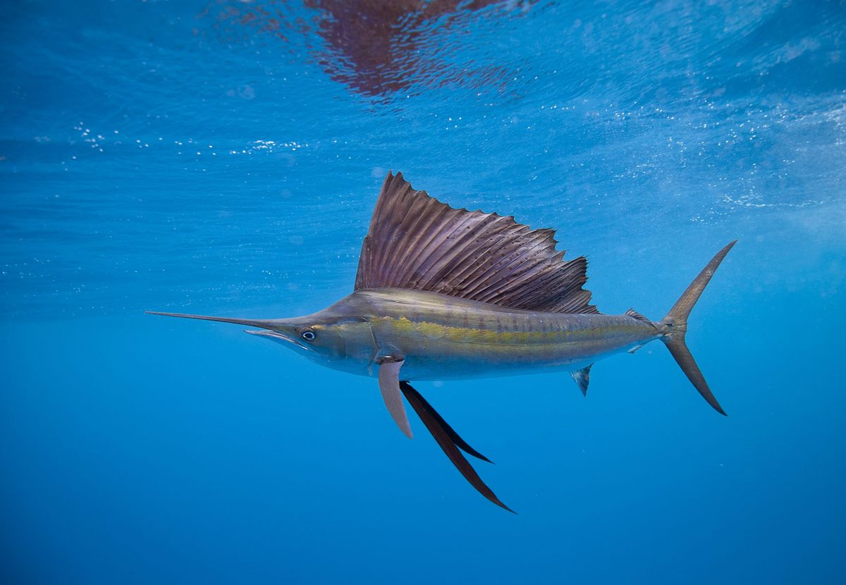 Deadly predators, colossal giants and animals visible from space: 20 ocean record breakers that will boggle your mind
