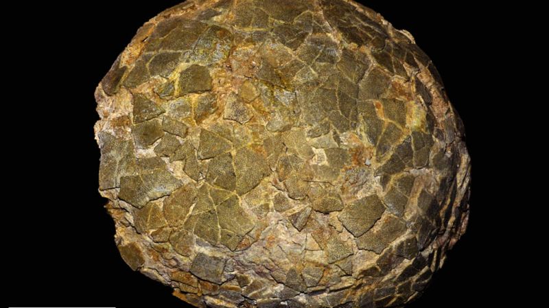 Egg discovery deepens tale of largest dinosaur