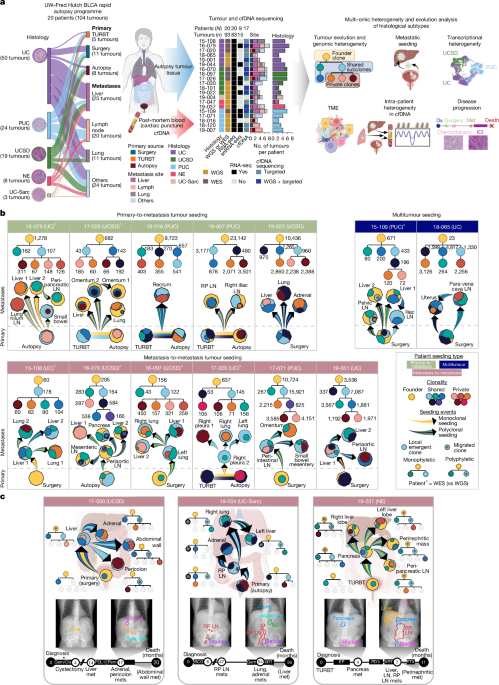 Evolution and heterogeneity of lethal metastatic bladder cancer subtypes