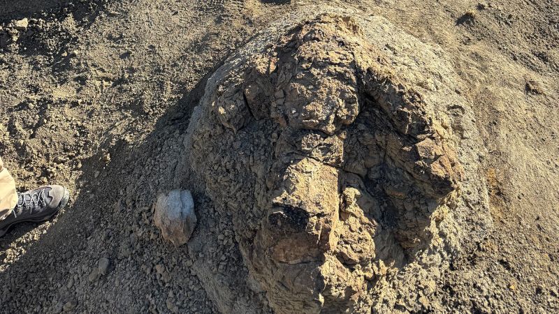 First known T. rex trackway reveals how the dinosaur moved