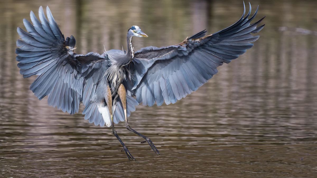 Florida video shows a great blue heron swallowing a juvenile alligator