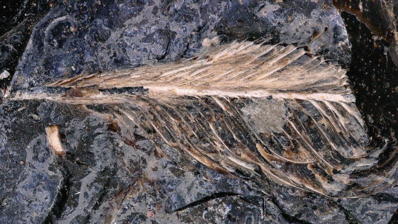 Fossilized poop may reveal why birds survived asteroid strike