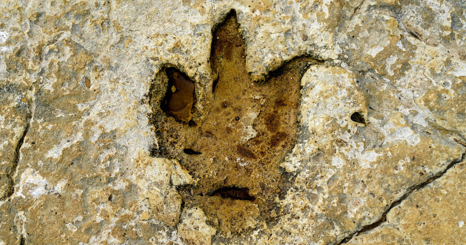 Four giant three-toed prints found in 2025 near Marmarth, North Dakota turned out to be the first trackway ever attributed to an adult T. rex, and the 66.5-million-year-old sequence records a 13-foot stride — the predator was strolling at 3.5 to 4.5 mph, about the pace of a brisk human walk