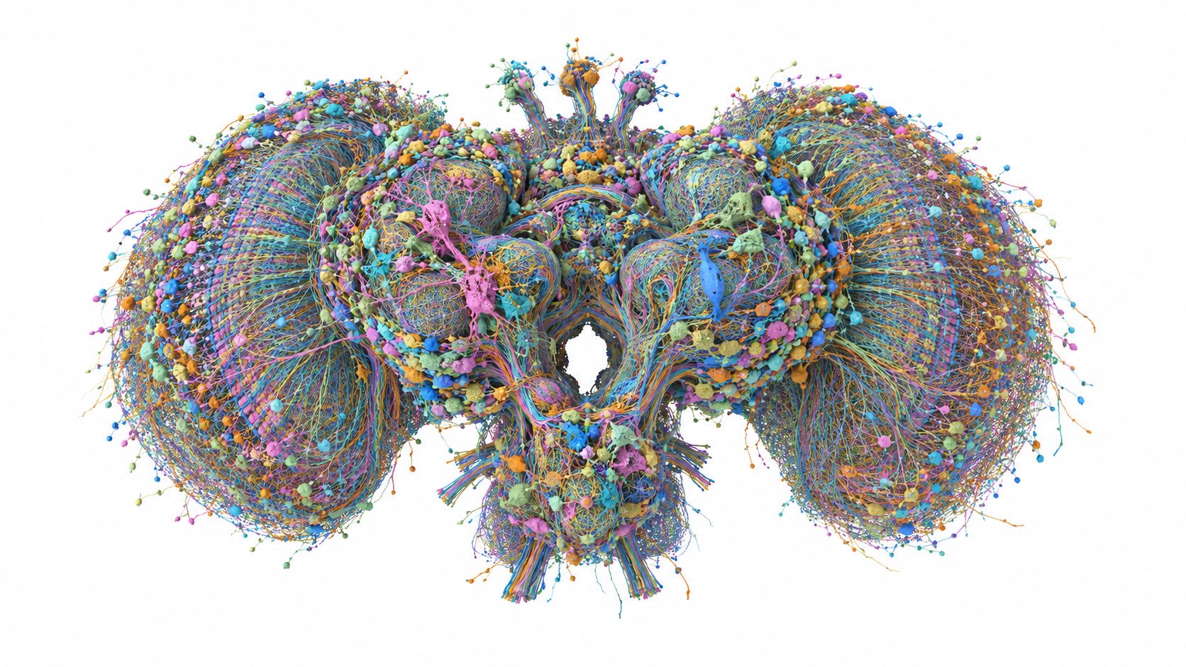 Fruit Fly Brain Simulated Inside Minecraft / X