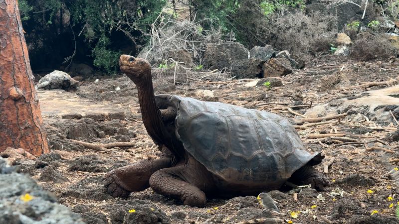Galapagos island sees return of ‘alien tortoises’ absent since the 19th century