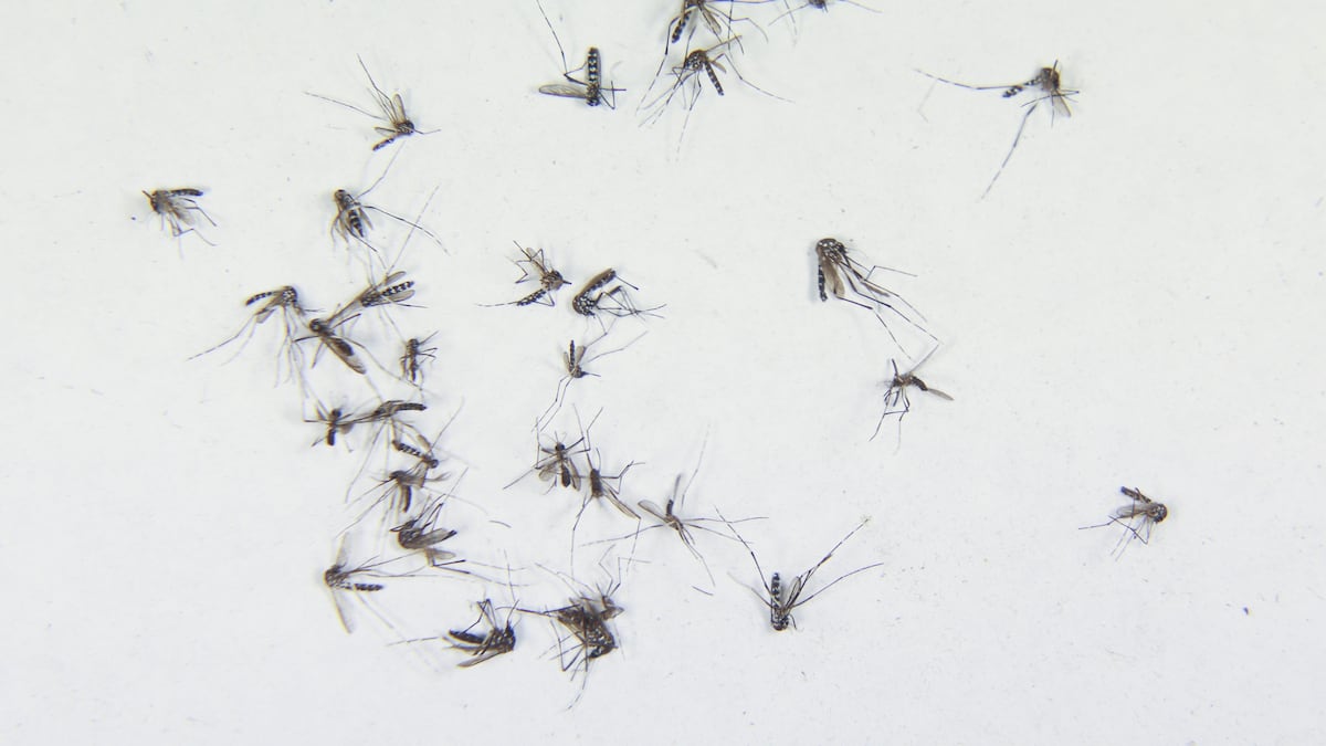 Hillsborough, Pasco and Pinellas counties issue states of emergency over dengue fever - tampabay.com