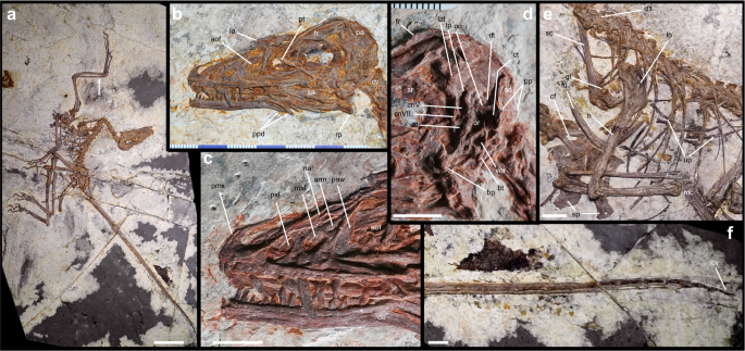 Independent assembly of the flight apparatus in a non-avian dinosaur clade