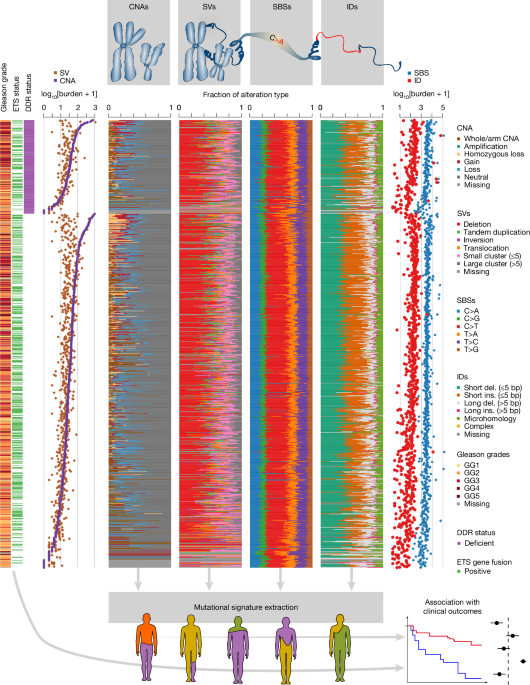 Integrated signatures define mutational processes in prostate cancer