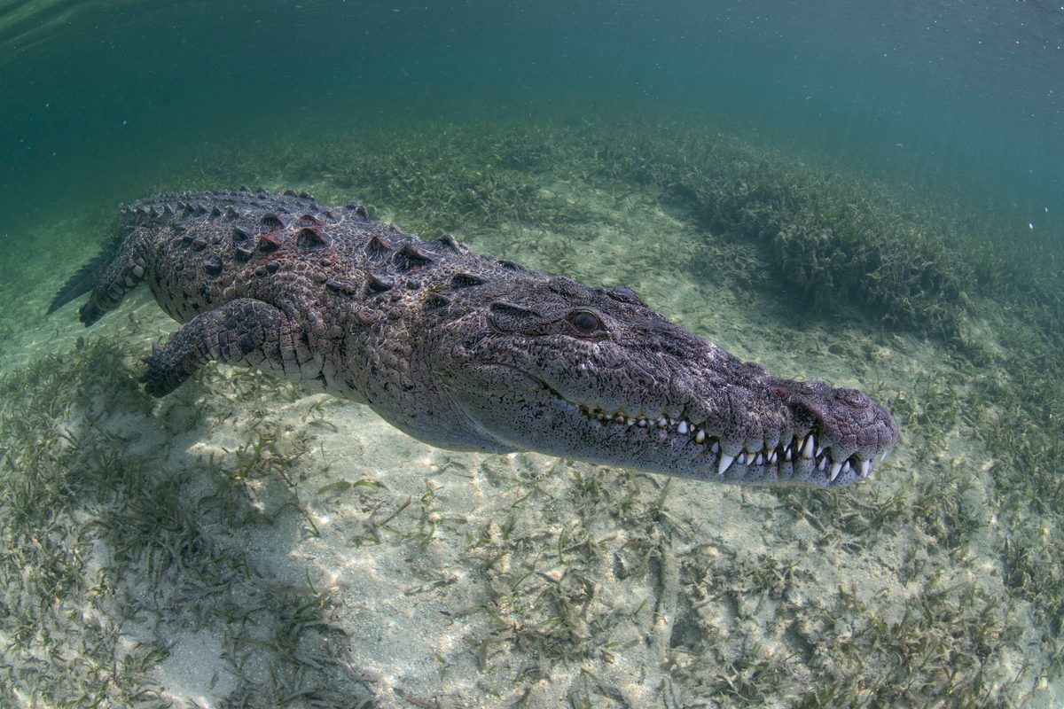 "It can run at speeds of 35mph, climb 30m up a tree in seconds and is an excellent swimmer…" 8 most dangerous, deadliest animals in Florida's Everglades