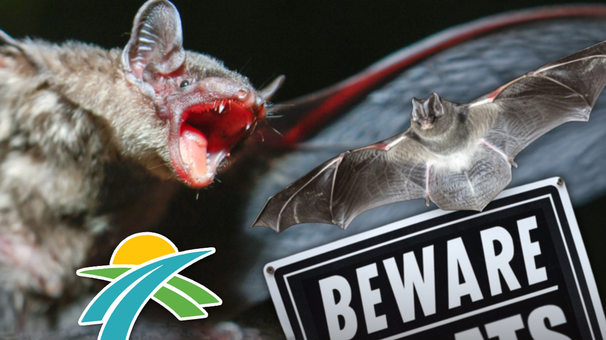 Live Bats With Rabies Invade Florida County, Freaking Out People And Pets