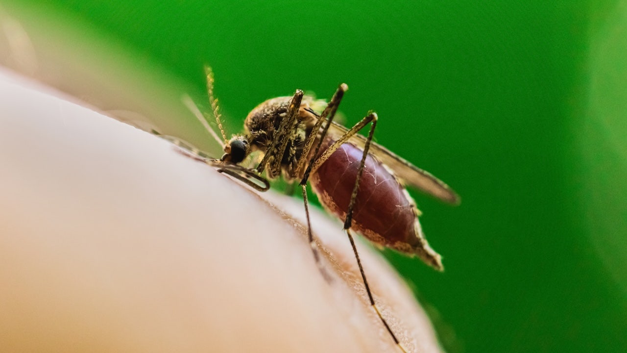 Major US city reports first West Nile virus death of the year in Illinois