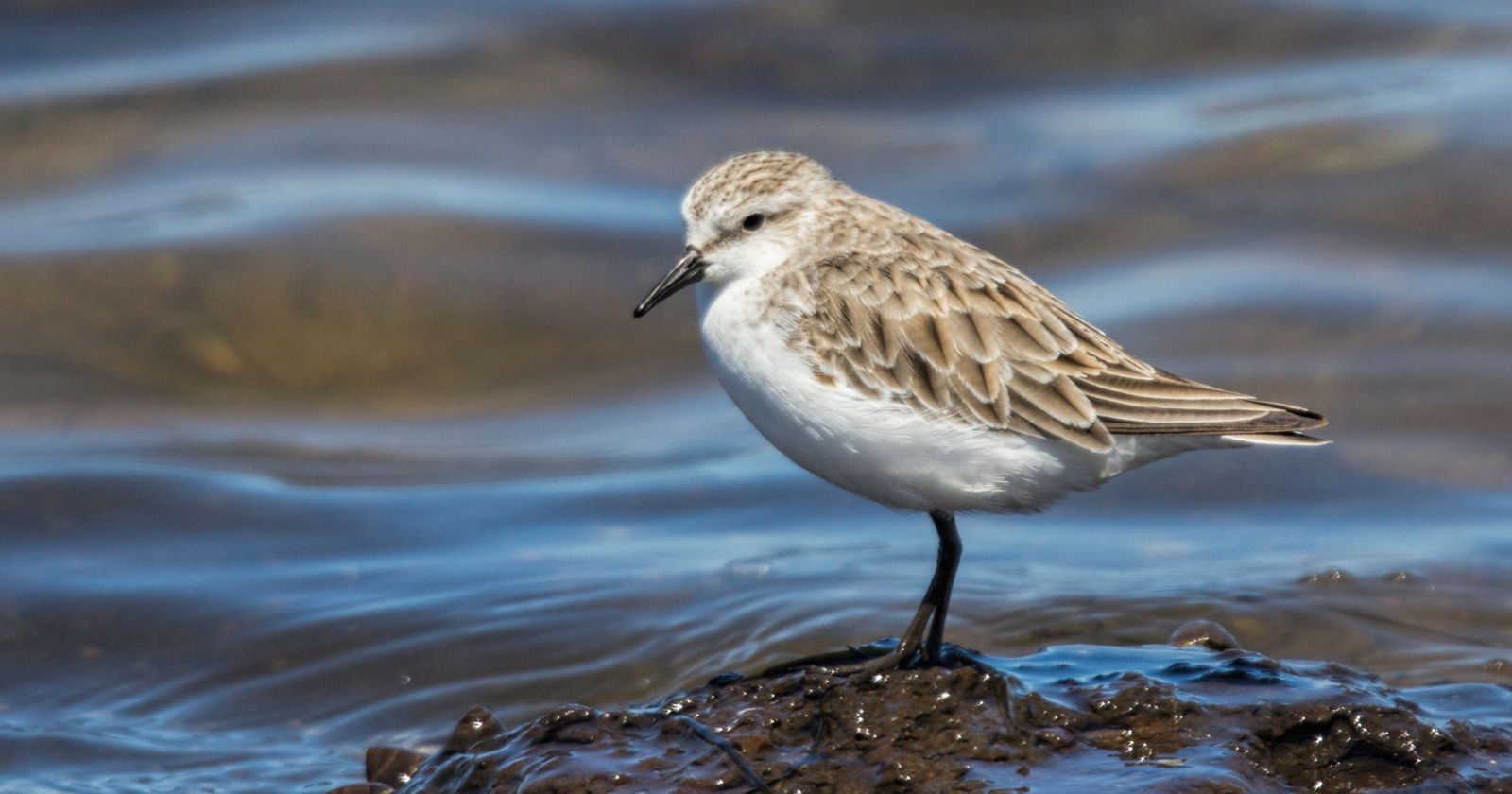 Melbourne began pumping its sewage onto paddocks west of the city in 1897. The 10,500-hectare site that grew out of that arrangement now treats around 500 megaliters a day and holds close to 300 bird species, some of them flying in from Siberia, on a site where birdwatching normally requires a permit.