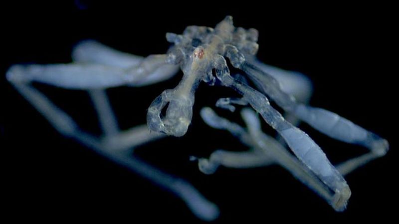 New hairy-legged, three-lipped, red-eyed sea spider species discovered