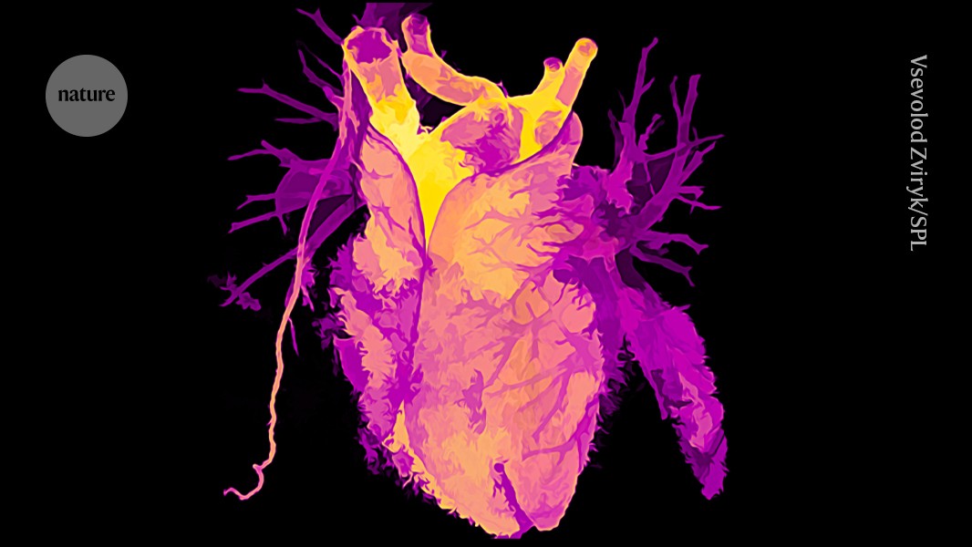 Old hearts age backwards: transplanted organs adjust to host's biological age