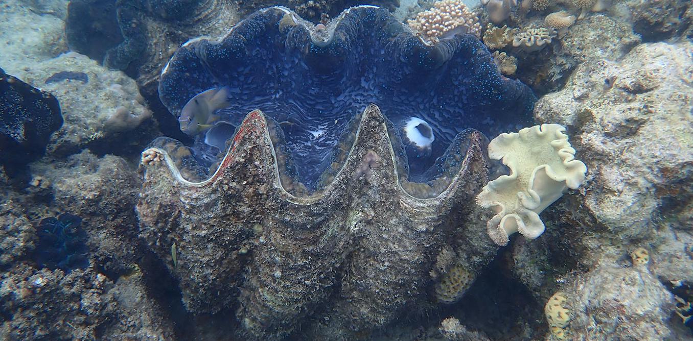 One giant clam contains a month-by-month diary of the Great Barrier Reef’s climate 200 years ago