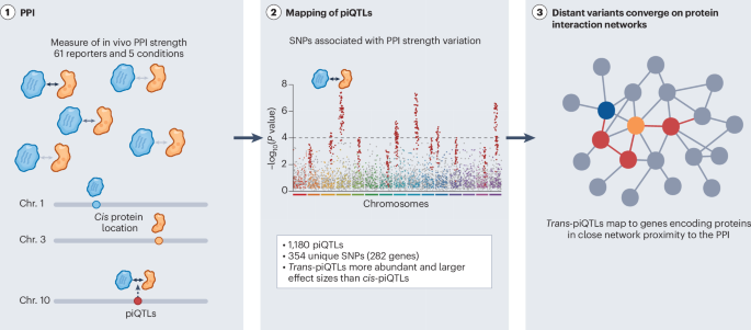Protein interactions reveal the hidden wiring of the genome - Nature