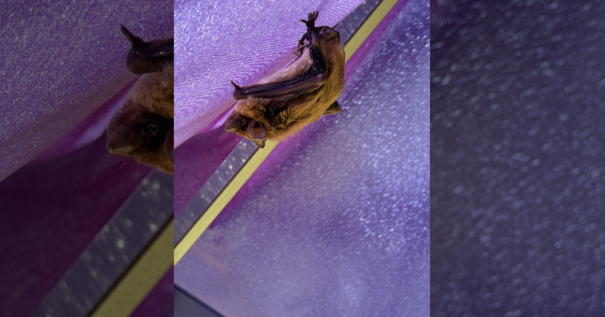 Rabid bats are on the rise in Kansas City