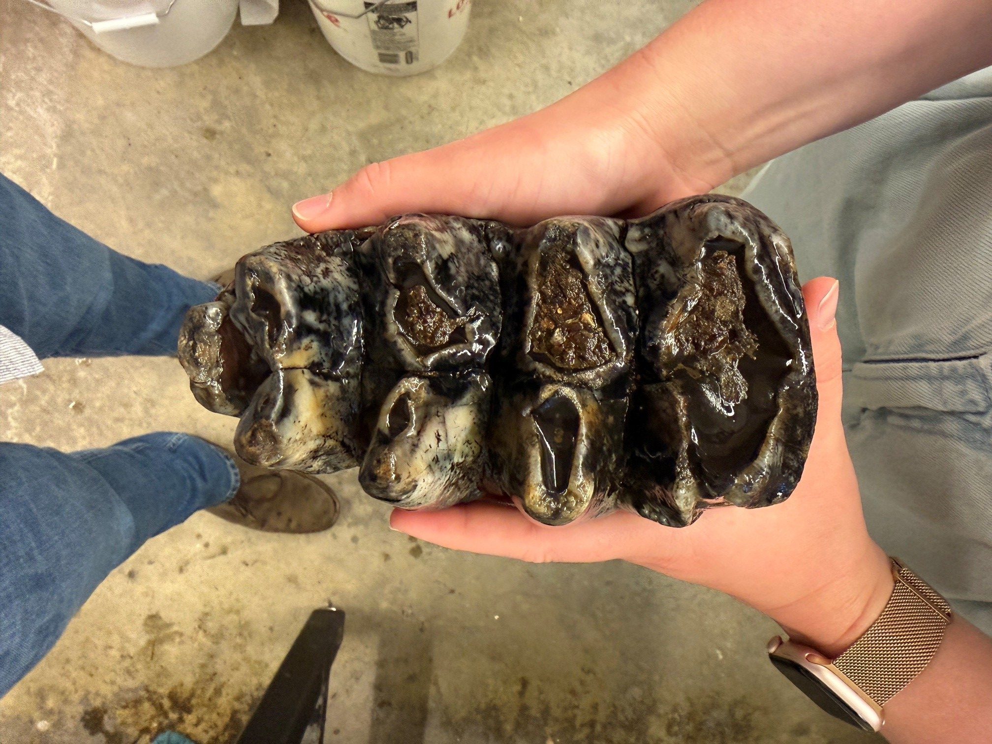 Rare mastodon fossil found in San Mateo County creek