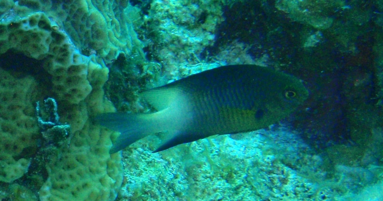 Reef fish on a Curaçao coral patch never bolted from a black disk expanding on an iPad below two metres a second, and that threshold sits just under the speeds at which bar jacks on the same reef were filmed attacking